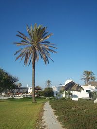 Scenic view of palm trees against clear sky