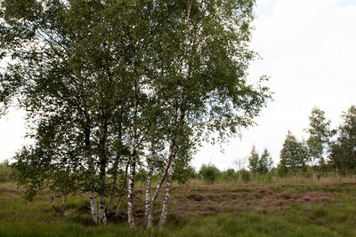 Trees on field against sky