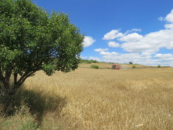 Scenic view of agricultural field against sky