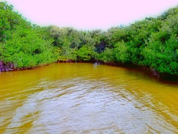 Scenic view of river with trees in background