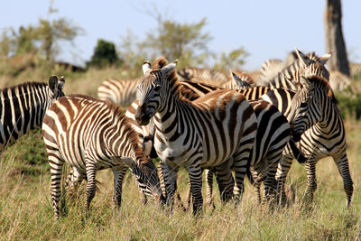Zebras zebra