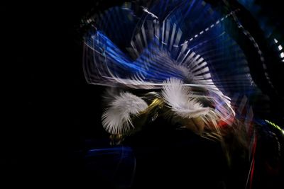 Close-up of feather against black background