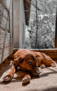 Portrait of a dog resting