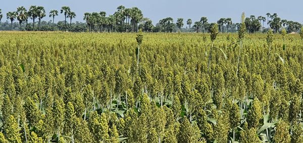 Crops growing on field against sky