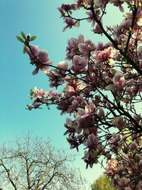 Low angle view of pink cherry blossoms in spring