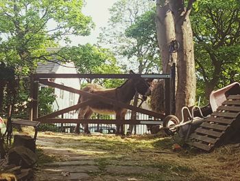 Horse by trees against sky