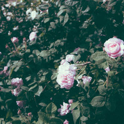 Close-up of pink flowers blooming outdoors
