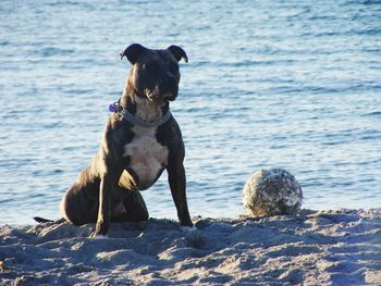 Dog standing on beach