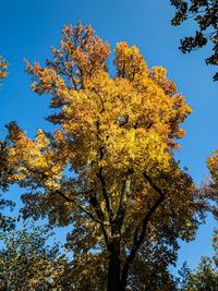 Low angle view of flowering tree against blue sky