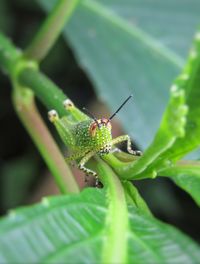 Close-up of grasshopper on stem