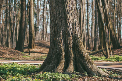 Close-up of tree trunk in forest