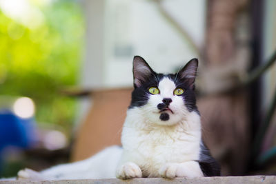 Portrait of cat sitting outdoors