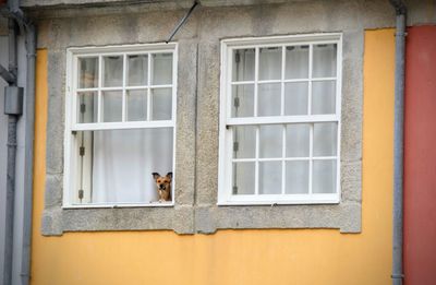 Cat on window