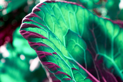 Close-up of green leaves