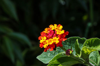 Close-up of marigold blooming outdoors