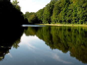 Reflection of trees in water