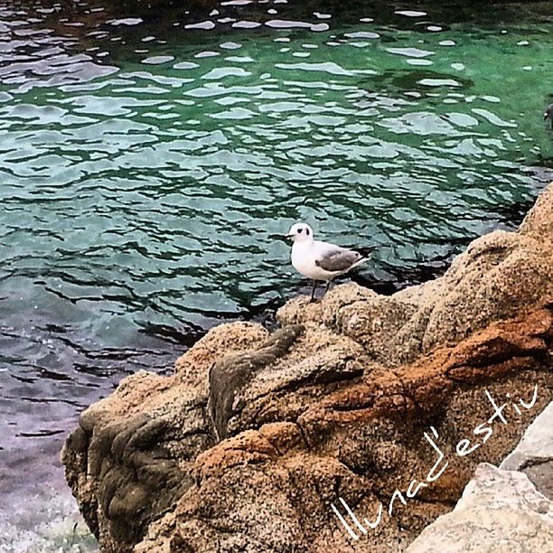 bird, animal themes, animals in the wild, wildlife, water, one animal, seagull, high angle view, lake, perching, duck, swan, nature, white color, rippled, day, swimming, outdoors, water bird, two animals
