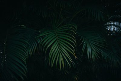 Full frame shot of palm trees at night