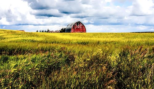 Scenic view of agricultural field against sky