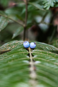 Close-up of fruits growing on plant
