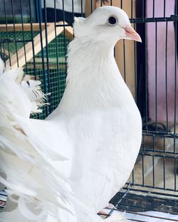 Close-up of a bird in cage
