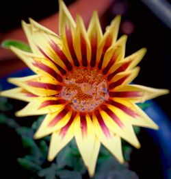 Close-up of yellow flower against black background