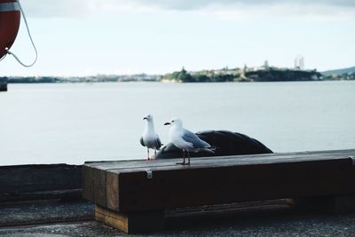 Birds perching on shore against sky