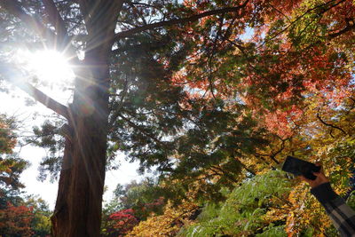 Low angle view of sunlight streaming through tree