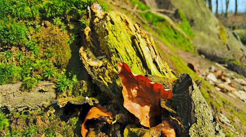 Moss growing on tree trunk