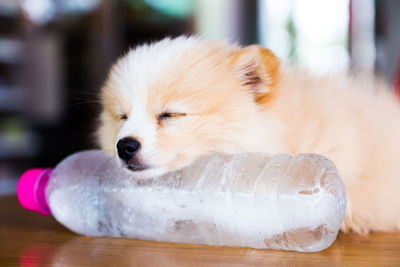 Close-up of a dog looking away