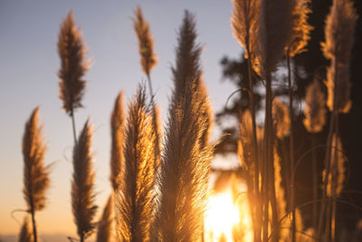 Close-up of stalks in field against sunset sky