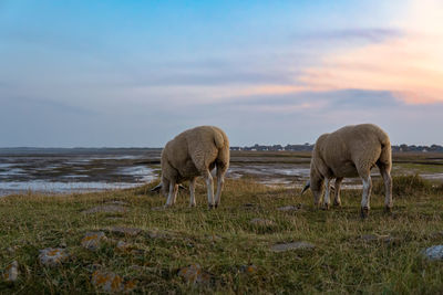 Sheeps - rantum, sylt