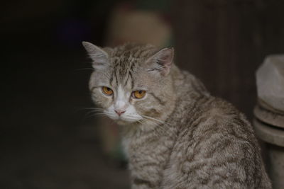 Close-up portrait of a cat