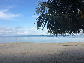 Palm trees on beach against sky