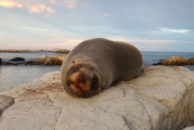 View of seal on rock at beach against sky