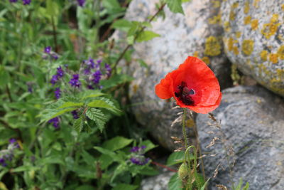 Close-up of red poppy flower