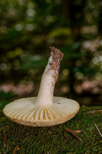 mushroom