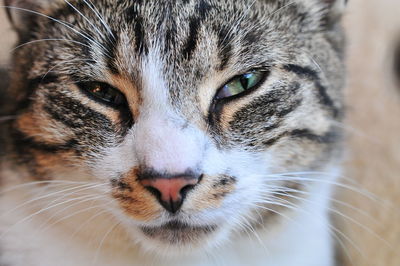 Close-up portrait of cat