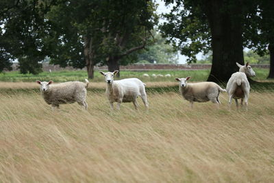 Sheep in a field