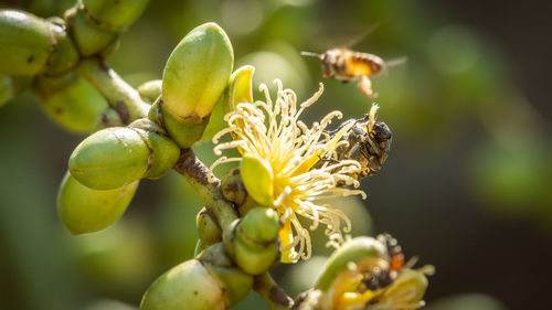 Close-up of insect on flower