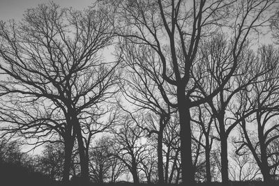 Low angle view of bare trees against sky