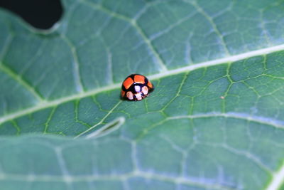 Close-up of ladybug on leaf