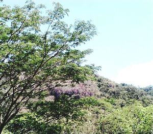 Low angle view of trees against sky