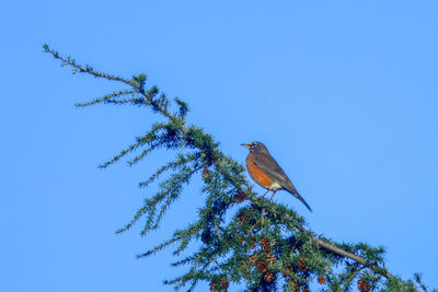 Low angle view of bird perching on tree against sky