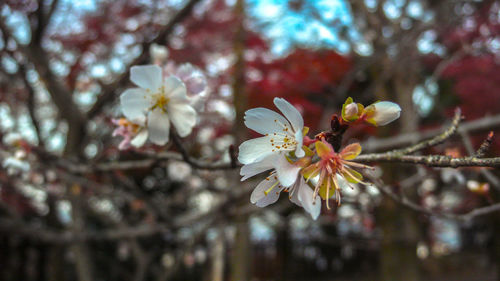 Close-up of cherry blossom