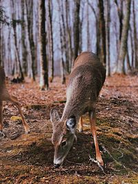 Deer standing in a forest