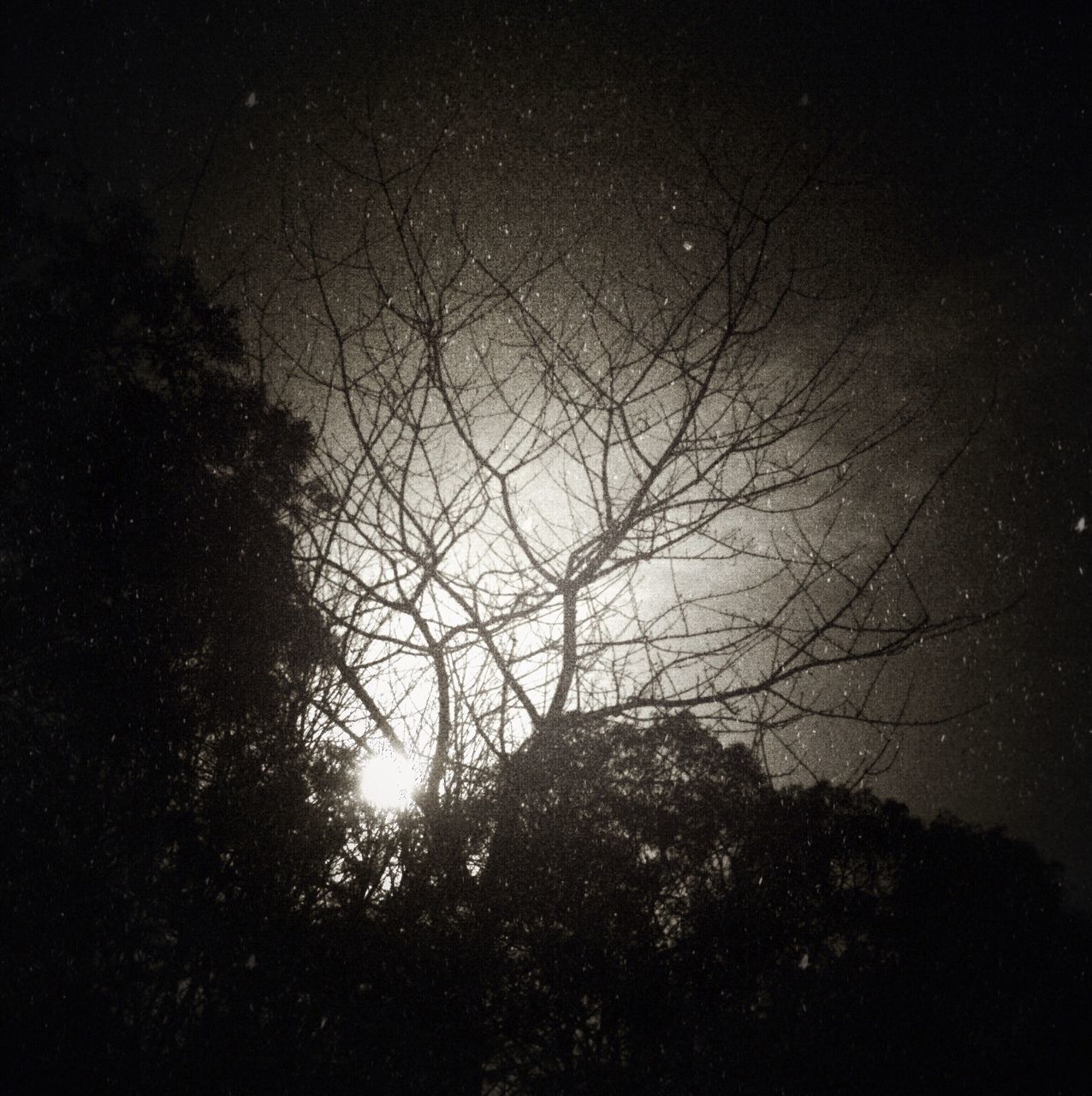 tree, silhouette, night, low angle view, branch, dark, tranquility, sky, nature, growth, beauty in nature, scenics, tranquil scene, no people, dusk, outdoors, idyllic, clear sky, bare tree, illuminated