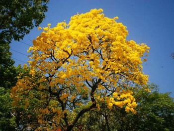 Low angle view of yellow flowers