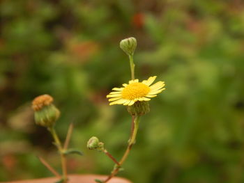 Close-up of yellow flowering plant