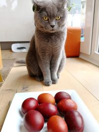 British shorthair cat looking for easter eggs